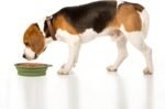 SLSON 2Pack Collapsible Dog Bowl,Integrated Molding Travel Bowl No Plastic Rim Pet Feeding Bowls for Walking Traveling Outdoors,600ML (Navy Blue+Dark Green) - Image 6