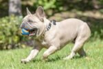 Chuckit! Ultra Squeaker Dog Balls, Floating, Medium 2.5-in, 2-Pack - Image 3