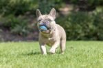 Chuckit! Ultra Squeaker Dog Balls, Floating, Medium 2.5-in, 2-Pack - Image 8