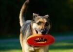 Chuckit! Rugged Flyer Dog Toy, Medium, Assorted Colors - Image 5