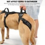 COODEO Mobility Dog Lift Harness, Support Sling & Walking Sling for Dogs, Pet Rear Leg Rehabilitation Support Vest, Dog Carrier for Senior Dogs with Joint Injuries, Arthritis, Up Stair (Black, XL) - Image 5