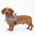 Didog No Pull Dog Harness for Small Dogs, Soft Flannel Padded,Mixed-Blue,XS - Image 7