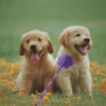 balacoo Dog Training Stick Rubber Material 2 pcs - Image 7