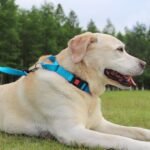 Joytale Martingale Collar for Dogs, Escape Proof No Pull, Sky Blue, M - Image 6