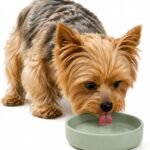 The Perfect Dish – Silicone Dog Bowl for Food & Water, 6″ x 1.25″-Sage
