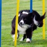 Pet Prime Dog Agility Training Equipment for Dog Obstacle Course Backyard 12pcs Weave Poles Slalom Set Portable Dogs Park Exercise Tool - Image 5
