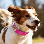 Personalized Reflective Dog Collar with Engraved ID Tag - Image 2