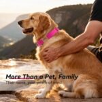 Personalized Reflective Dog Collar with Engraved ID Tag - Image 5