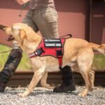 Service Dog Vest Harness and Leash Set+10 Patches,No Pull&Adjustable Reflective Dog Harness with Soft Padded Handle for Training/Everyday,Fit Small/Medium/Large/Extra-Large Dogs(Red M) - Image 6