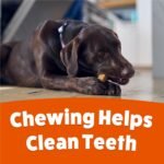 Purina Busy Bone Large Dog Chew Treats, Peanut Butter Flavor, 6 ct Pouch - Image 8