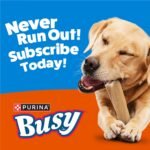 Purina Busy Bone Large Dog Chew Treats, Peanut Butter Flavor, 6 ct Pouch - Image 10