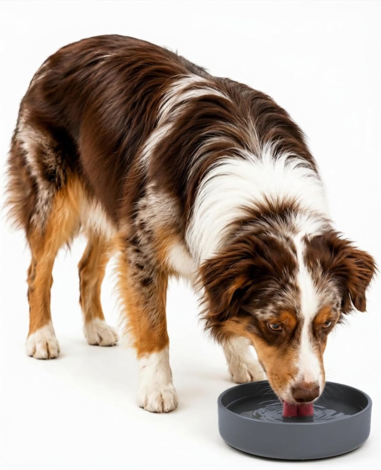 The Perfect Dish – Silicone Dog Bowl for Food & Water, 7.5″x2.25″- Charcoal The Perfect Dish – Silicone Dog Bowl for Food & Water, 7.5″x2.25″- Charcoal