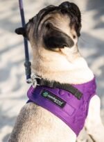 Comfort Fit Dog Harness, Purple, Small - Image 5