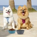 Kytely Collapsible Dog Bowls for Travel, 2Pack Dog Portable Water Bowl, Foldable Pet Food Bowl with Clasp, Pet Cat Feeding Cup Dish for Traveling, Walking, Hiking - Image 3