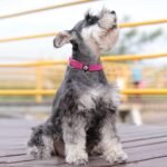 azuza Reflective Dog Collar, Neoprene Padded Small Dog Collar, Hot Pink, S - Image 5