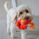 SPOT Chirpies Plush Dog Toy – Bird Sound Squeaky Toy for Small and Medium Dogs, Light to Moderate Chewers, Stretchy Bungee Neck, Recycled Stuffing – 14 in, Assorted Styles - Image 9