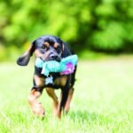 KONG Cozie Marvin Moose Plush Dog Toy, for Small/Medium Dogs - Image 3
