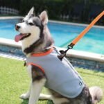 JUXZH Dog Cooling Vest,Evaporative Cooling Jacket Orange,Medium - Image 4