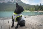 JUXZH Dog Cooling Vest,Evaporative Cooling Jacket Orange,Medium - Image 5
