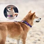 Roses&Poetry Reflective Small Dog Collar and Leash Set, Puppy Personalized Boy and Girl Collar with Leash, Adjustable Nylon Durable Pet Matching Collars Leashes for Small Puppies（Mistyrose-S - Image 5