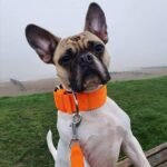 Heavy Duty Tactical Dog Collar - 1.5" Width Military Durable Thick Nylon with Adjustable Metal D Ring & Buckle Working Training K9 Collar for Medium Large Dogs (L(20"-23"), Orange) - Image 6
