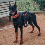 OneTigris Dog Lift Harness for Large Dogs, Dog Hip Support Brace, Full Body Lifter with Handles Invictus Multifunctional Mobility Assistance Vest for Back Legs (Black, Large) - Image 6
