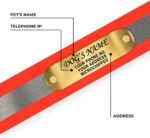 Regal Dog Products Reflective Dog Collar, Engraved Nameplate, Medium Orange - Image 3