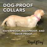 Regal Dog Products Reflective Dog Collar, Engraved Nameplate, Medium Orange - Image 7