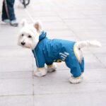 Dog Raincoat, Waterproof Dog Rain Jacket with Hood, Rain Coat with Leash Hole, Reflective Strap for Small Medium Dogs, Outdoor Adventures/Walking Lightweight Puppy (Blue,M) - Image 5