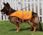 Dog Reflective Vest High Visibility Safety Jacket, Orange, XL - Image 5