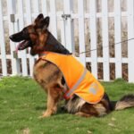 Dog Reflective Vest High Visibility Safety Jacket, Orange, XL - Image 6