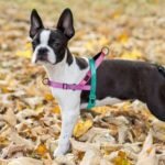 Didog No Pull Dog Harness for Medium Dogs, Soft Padded Handle, Dark Green,M - Image 5