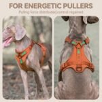 Sunraymascota Dog Harness,Soft Lycra Puppy Vest for Small Sized Dogs - Image 2