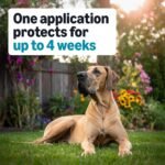 Amazon Basics Preventative Flea, Tick & Mosquito Topical Treatment for X-Large Dogs (Over 55 pounds), Kills Fleas, Long-Lasting, 6 Count, Packaging May Vary - Image 4