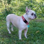 Ladoogo Reflective Dog Collar Padded with Soft Neoprene, Medium, Pink - Image 5