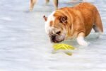 Carllg Puppy Teething Toys, Puppy Chew Toys for Teething, Small Dog Toy - Image 4