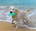 Carllg Puppy Teething Toys, Puppy Chew Toys for Teething, Small Dog Toy - Image 5