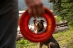 Ruffwear, Hydro Plane Flying Disc Dog Toy, Tangelo Orange, 12", Large - Image 8