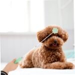 Dog Training Tool Retractable Cartoon Love Tap for Puppies - Image 2