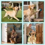 Dog Door Bell for Potty Training, Smart Wireless Doggie Doorbell to Go Outside, 1000 Feet Long Range with IP65 Waterproof Super-Light Touch Button, 60 Melodies & Adjustable Volume (Black) - Image 7