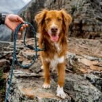 Wilderdog Carabiner Climbing Rope Dog Leash for Medium & Large Dogs - 5ft - Pacific Blue - Image 6