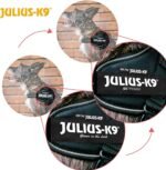 Julius-K9, 16IDC-P-MM, IDC Powerharness, Dog Harness, Size: Mini-Mini, Black - Image 6