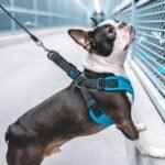 Gooby Escape Free Sport Dog Harness, Choke-Free, Turquoise, Medium - Image 7