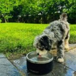 Coldest Dog Bowl, Insulated Stainless Steel Bowl (Stealth Black, 21 oz) - Image 9