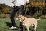 Mighty Paw Martingale Dog Collar - No Pull Design - Stainless Steel Chain - Limited Chain Cinch Training - Brown Leather Martingale Training Collar - Large Size - Image 4