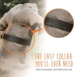 Mighty Paw Martingale Dog Collar - No Pull Design - Stainless Steel Chain - Limited Chain Cinch Training - Brown Leather Martingale Training Collar - Large Size - Image 6