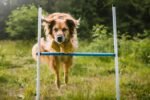 Better Sporting Dogs Complete Starter Agility Set for Dogs, 5 Piece - Image 7