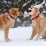 3 PCS Dog Collars for Medium Dogs,Reflective Dog Collar Adjustable Soft Nylon with Safety Locking Buckle Girl Dog Collars,Hotpink+Purple+Red,M - Image 6