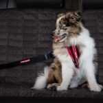 EzyDog Click - Dog Seat Belt Car Restraint - 17in - 26in - Image 4