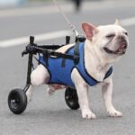 Dog Wheelchair for Back Legs, Adjustable Support for Small Dogs, M - Image 8